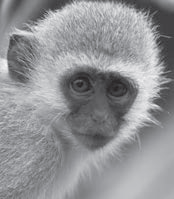 Monkeys or Church?